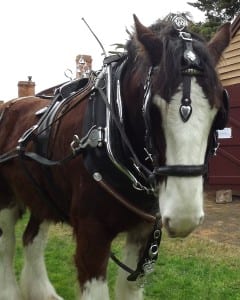Lockie in Show Harness
